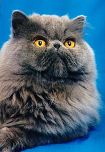 King - extreme persian cat that's worth a brand-new car!